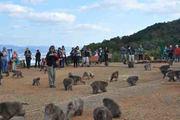 嵐山モンキーパークいわたやまのアルバイト写真2