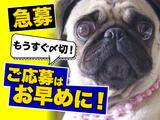 ヤマト・スタッフ・サプライ株式会社(狭山広瀬台)/15300のアルバイト写真
