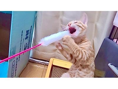 株式会社いろはのアルバイト