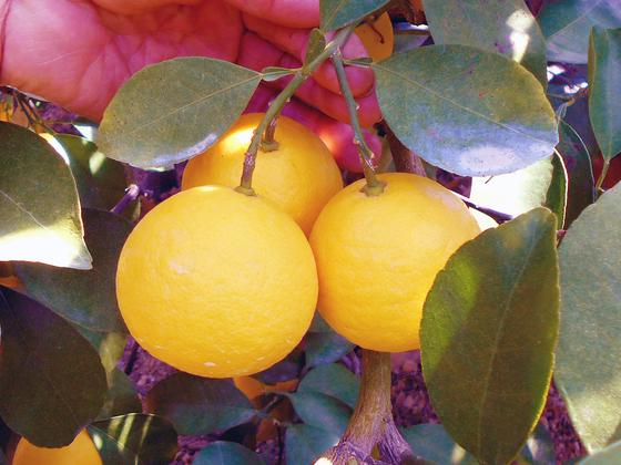 アンプイーマート株式会社のアルバイト写真