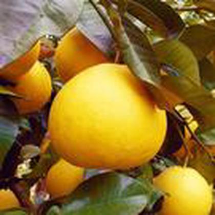 アグリファーム高知のアルバイト写真