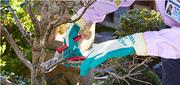 ダスキン上鳥羽トータルグリーン（庭木管理スタッフ）のアルバイト写真1