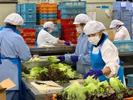 ハーベスト株式会社 694ヨシケイ湘南加工【ア】【パ】食材加工スタッフのアルバイト写真