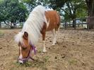 両備乗馬クラブ・クレイン岡山のアルバイト写真