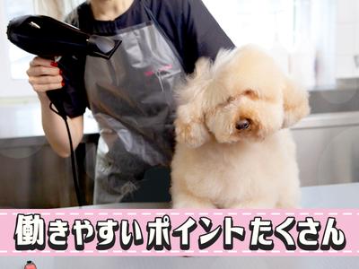 あいゆう倶楽部_トリマーSTAFF(1)のアルバイト写真