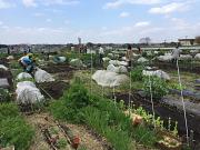 ふじ愛菜農園のアルバイト写真1