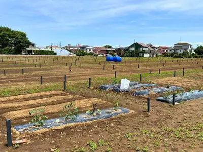 体験農園 マイファーム船橋三山のアルバイト写真