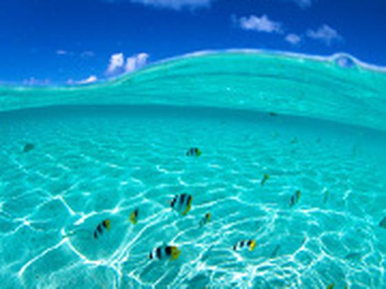 プチリゾートネイティブシー奄美のアルバイト写真