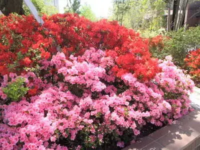 有限会社大熊園芸のアルバイト写真