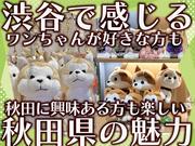 東急ビジネスサポート株式会社【202505c3】 ハチふる SHIBUYA meets AKITA　販売スタッフのアルバイト写真2