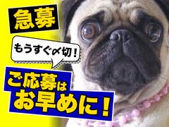ヤマト・スタッフ・サプライ株式会社(狭山広瀬台)/15300のアルバイト