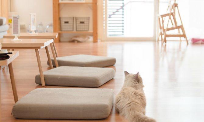 猫カフェ 犬カフェのバイト アルバイト パート求人を探す マッハバイトでアルバイト探し